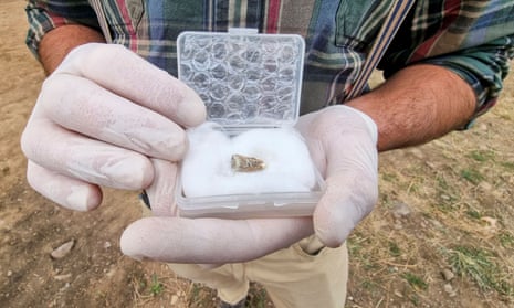 The 1.8m-year-old tooth found near Orozmani, Georgia