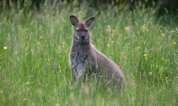 A red-necked wallaby in a meadow on the Isle of Man.