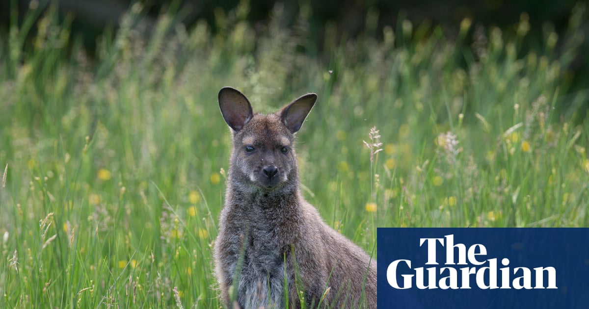 Country diary: Our island’s wandering wallabies come at a cost