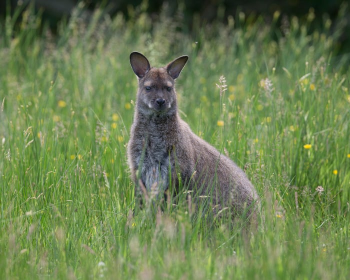 Country diary: Our island’s wandering wallabies come at a cost | Tim Earl