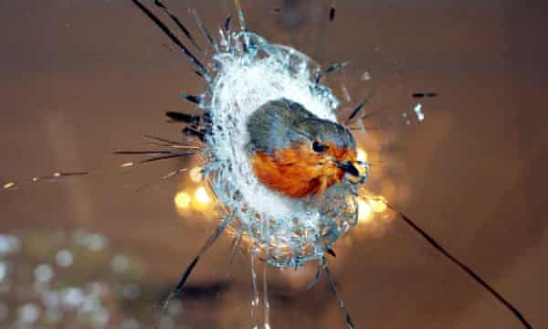 How To Dispose Of A Dead Pet Is Taxidermy The Very Best Option