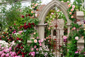 Brexit nubes de reunir a más de Chelsea flower show como el patrocinio marchita 2 A rose garden at Chelsea flower show