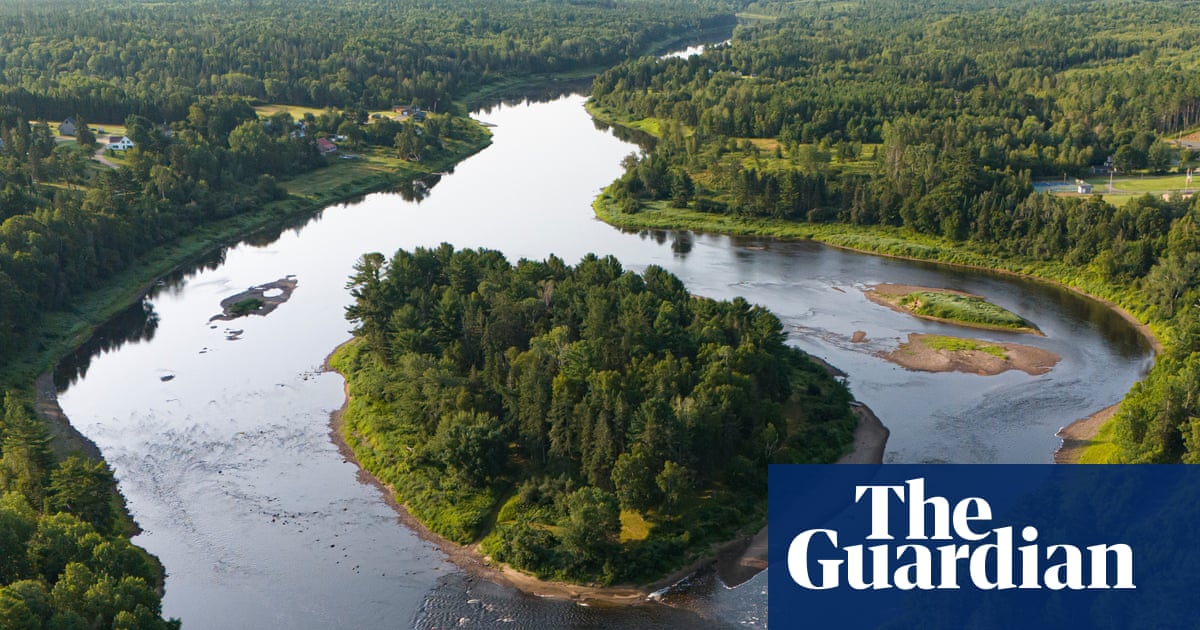 It's an all-you-can-eat buffet': striped bass in a Canadian river are gobbling up all the salmon. Is a mass cull the answer?