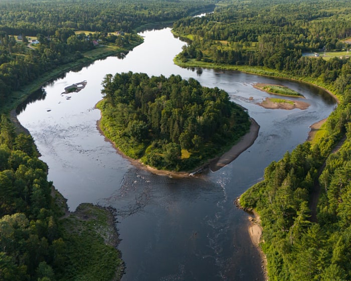 ‘It’s an all-you-can-eat buffet’: striped bass in a Canadian river are gobbling up all the salmon. Is a mass cull the answer?
