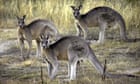 Victoria approves culling of 50,000 more kangaroos than last year despite unknown flood impact