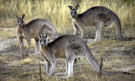 Land of make believe ... how did we ever think kangaroos were real?