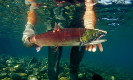 Sockeye or red Salmon in Horsefly River, British Columbia.