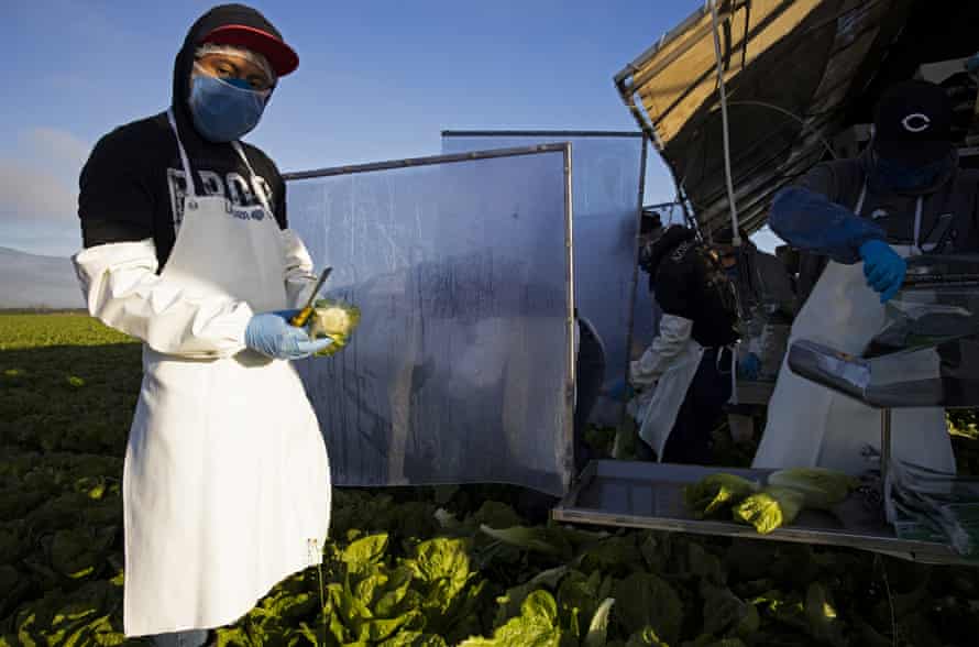 Farmworkers harvest romaine lettuce in a field in Greenfield, California.