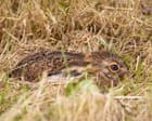 Young Hare Leverets Utilize Camouflage on Eyam Moor