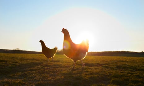 Eggs Q&A: What's the difference between free run and free range eggs?
