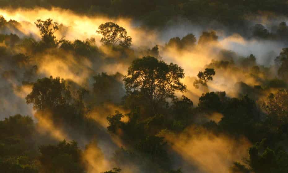 brazil rainforest