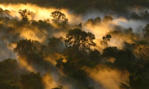 Amazon forest