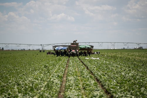 Workers follow a machine with large arms for watering as it harvests lettuce