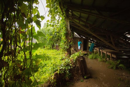 Los viñedos crecen encima de un edificio abandonado en un molino de copra en las afueras de Savusavu.
