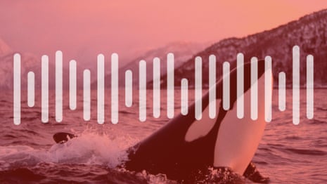 Listen to killer whales mimicking human voices – audio