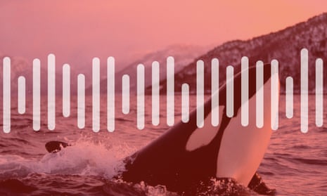 Orcas have been heard mimicking human voices, saying "hello", "bye bye" and even counting to three