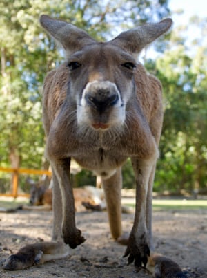 A kangaroo at the Currumbin wildlife sanctuary on Australia’s Gold Coast