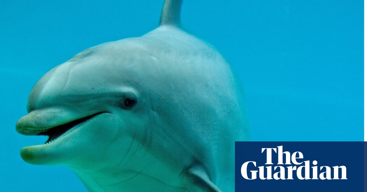 Avoir Images Tickling Rats And Giggling Dolphins Do Animals Have A Sense Of dernière salutations