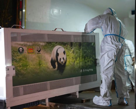 people in white protective gear stand by a cage with a sign of a giant panda