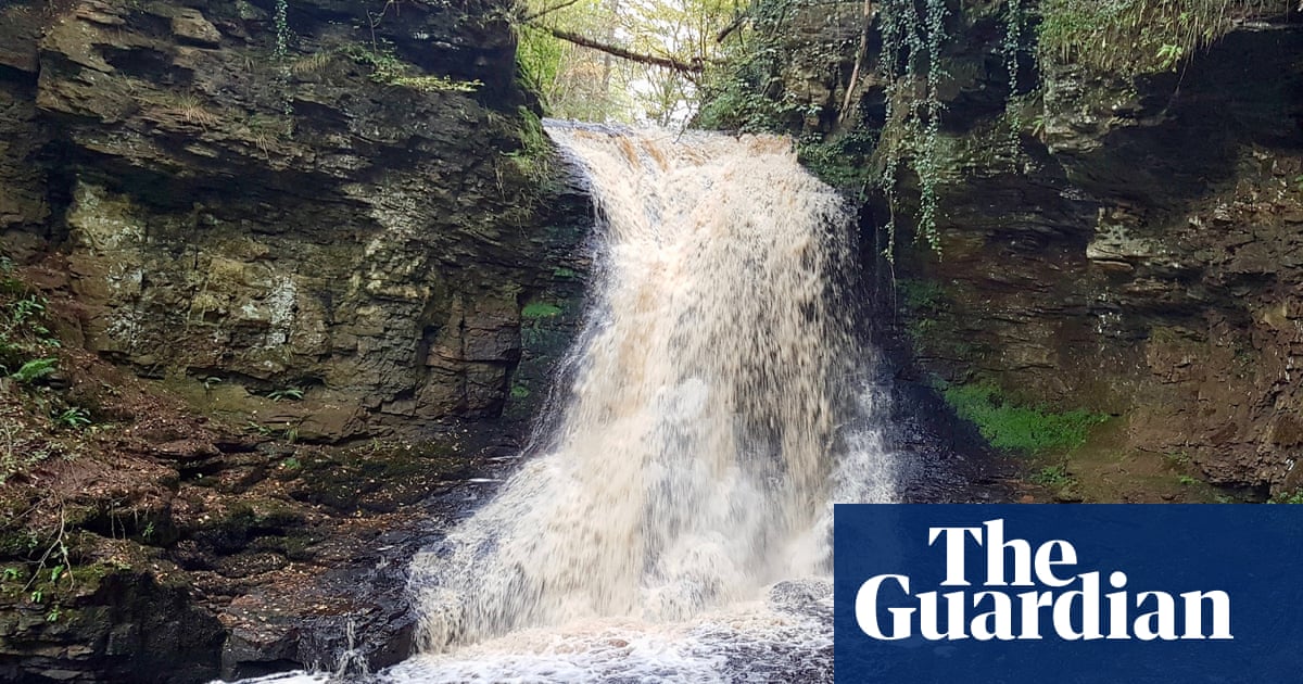 Country diary: water is everywhere in this rainforest-like ravine - The Guardian