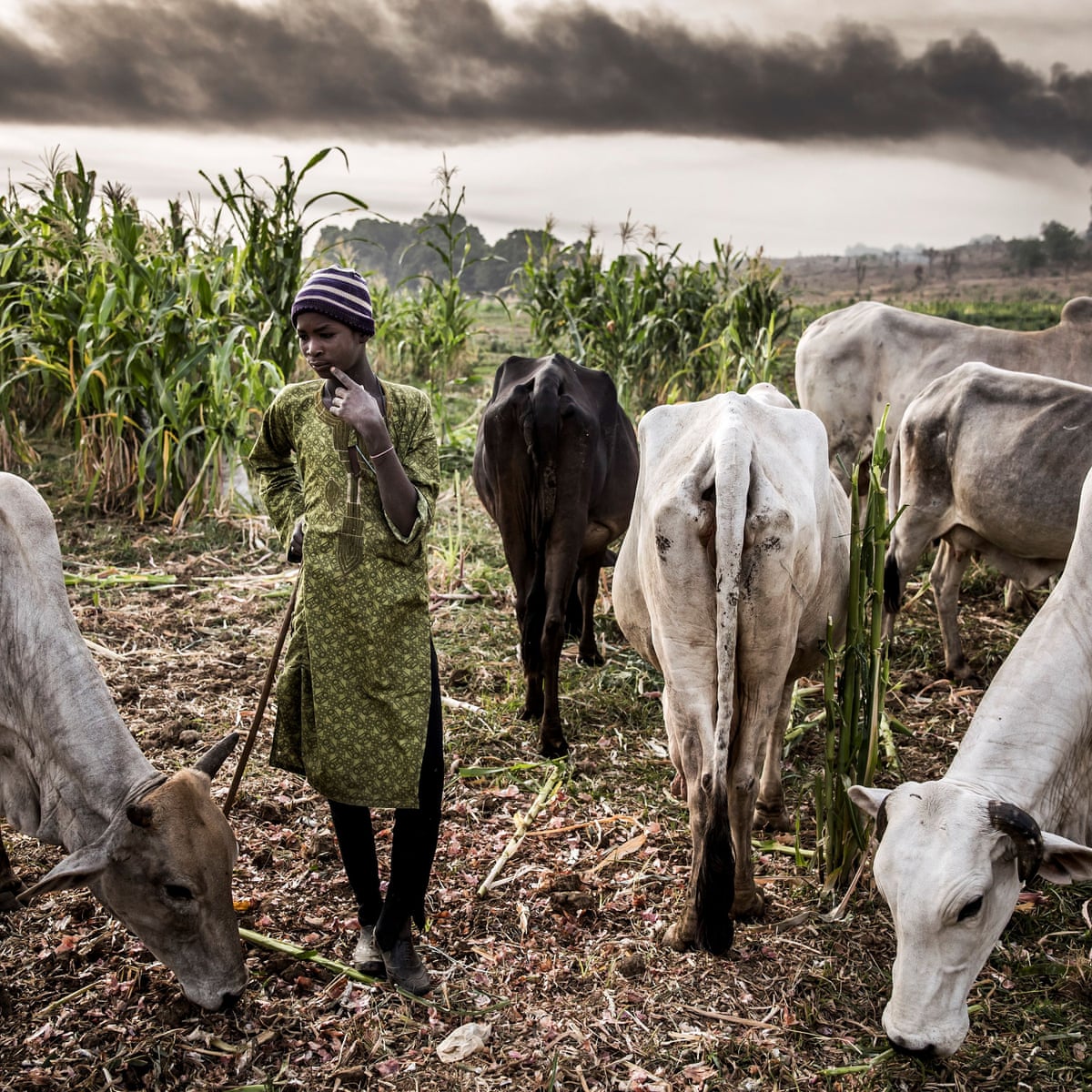 Nigeria cattle crisis: how drought and urbanisation led to deadly land  grabs | Nigeria | The Guardian