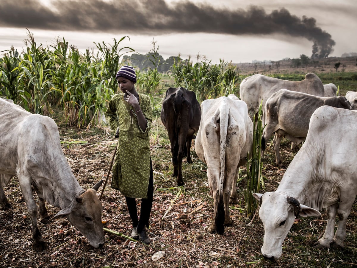 What are the Problems of Cattle Rearing in Nigeria : Overcoming Obstacles