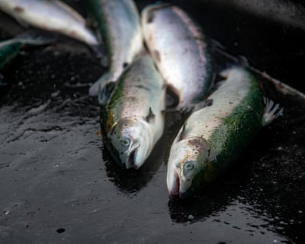 Six salmon out of the water