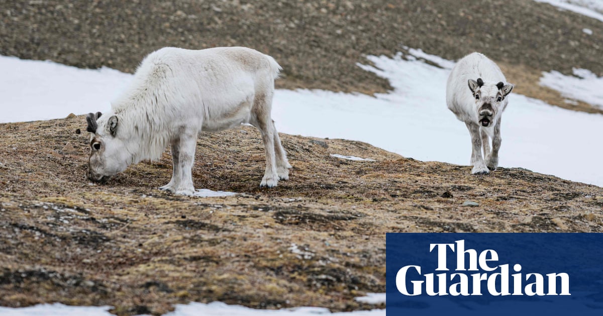 Svalbard reindeer thrive as they shift diet towards ‘popsicle-like’ grasses
