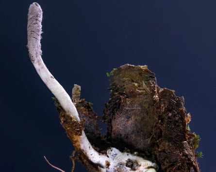 The spider-eating new species of zombie fungus Purpureocillium atlanticum