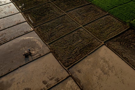 Drone view shows a farmer driving a tractor at a paddy field