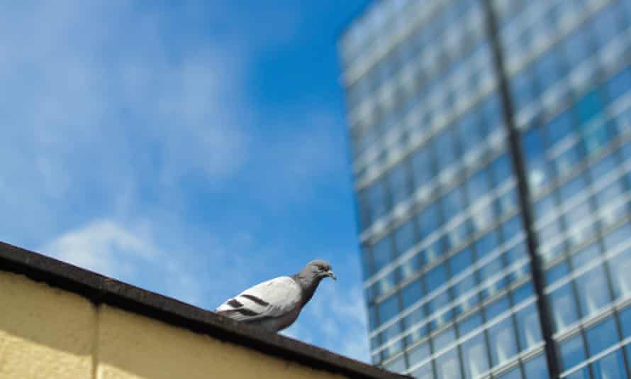 A pigeon next to an office building