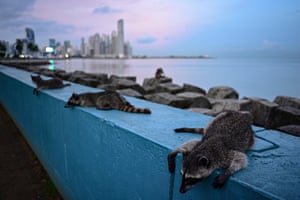 Um grupo de guaxinins é visto na Cinta Costera na Cidade do Panamá. A presença desses animais na capital se deve em grande parte à destruição de seus habitats. Essa situação está fazendo com que eles migrem cada vez mais para áreas povoadas em busca de alimentos