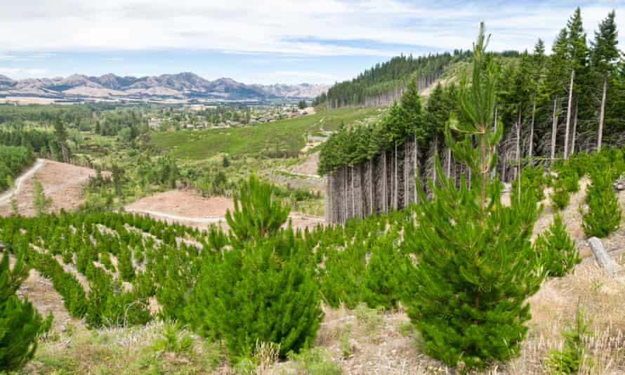 A New Zealand pine plantation.