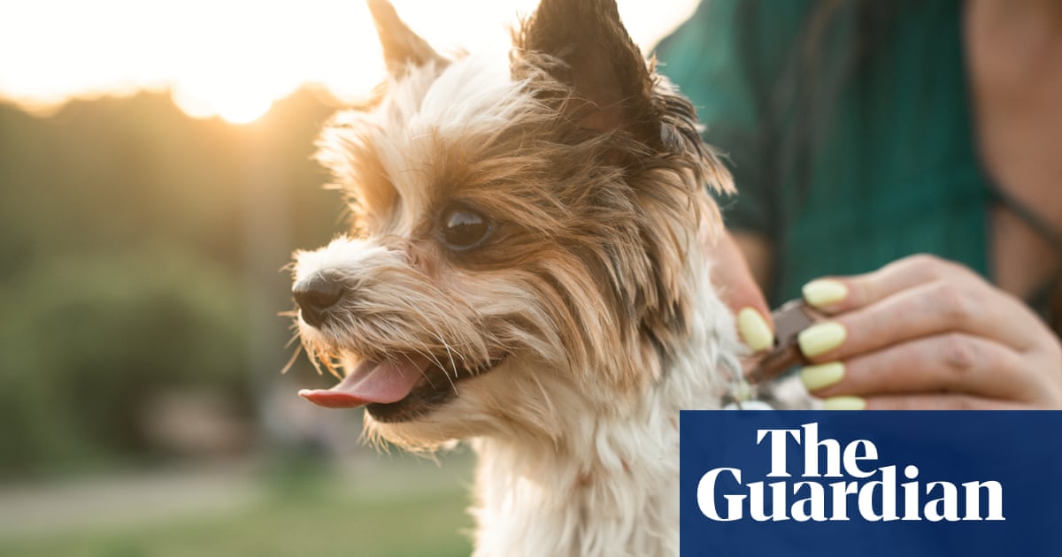 Fitness tracker for Fido? Experts split on benefits of pet wearable tech