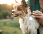 Fitness tracker for Fido? Experts split on benefits of pet wearable tech