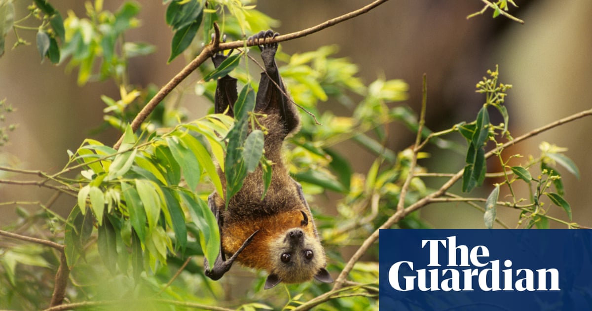 System to protect threatened species from development ‘more or less worthless’, study finds