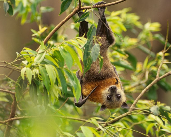 A man has died after contracting the first NSW case of Australian bat lyssavirus. Here’s everything you need to know about the deadly infection A man has died after contracting the first NSW case of Australian bat lyssavirus. Here’s everything you need to know about the deadly infection