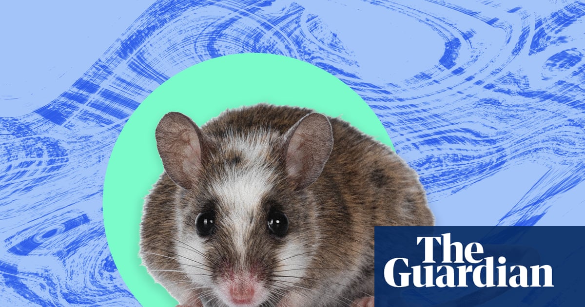 The pest I’ll never forget: the rats stood six or seven deep on the lawn beside my dormitory