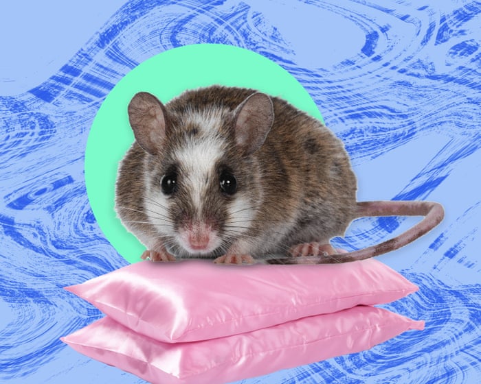 Image accompanying the story: The pest I’ll never forget: the rats stood six or seven deep on the lawn beside my dormitory