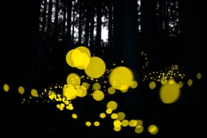 Himebotaru“Himebotaru” is a small firefly that lives in the forest and emits a short and powerful light like a flash.This photo was shot with a single shutter, 60 second exposure time, and no compositing. When a firefly passes near the camera, it becomes a big bokeh.