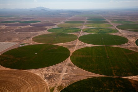 A mega-farm in Arizona