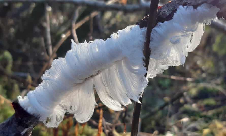 Hair ice. Forest of Ae, Dumfries and Galloway.
