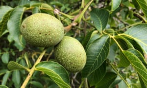 Green walnuts