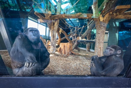 Two gorillas sit and look up at the trees through a window in their shelter with faces that appear content, almost smiling