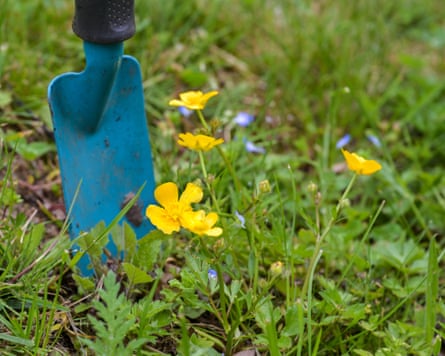 Creeping buttercup and other flowers being removed from a lawn with a blue trowel.