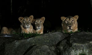 An undated file photo of lions in the “Night Safari” exhibition at the Singapore Zoo.
