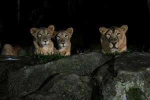 Asiatic lions in the dark