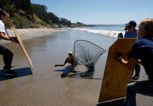 Volunteers attempt to corral a stranded California sea lion on a beach