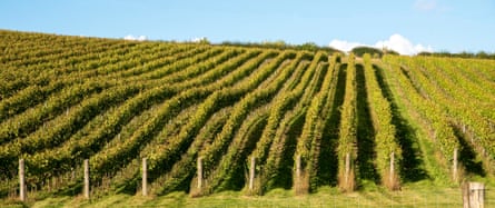 Vines growing on a south facing hillside  
