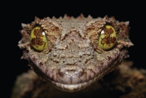 Southern Leaf-tailed Gecko. Location: Captive animal at Gold Coast, Queensland